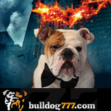 Bulldog777 gives The Dark Knight Video Slot Two Paws Up
